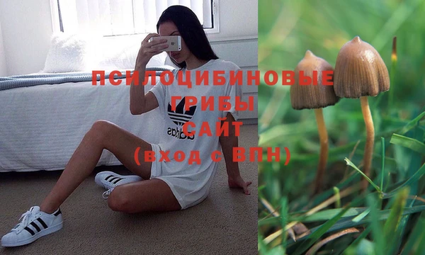 гашик Богданович